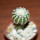 DISCOCACTUS horstii, 2,9 cm grafted SEEDLING