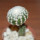 DISCOCACTUS horstii, 3,6 cm grafted SEEDLIN