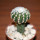 DISCOCACTUS horstii, 3,5 cm grafted SEEDLING