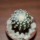 DISCOCACTUS horstii, 3,5 cm grafted SEEDLING