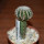 DISCOCACTUS horstii, 3,2 cm grafted SEEDLING