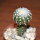 DISCOCACTUS horstii, 3,2 cm grafted SEEDLING