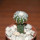 DISCOCACTUS horstii, 2,5 cm grafted SEEDLING