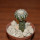 DISCOCACTUS horstii, 2,5 cm grafted SEEDLING