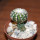 DISCOCACTUS horstii, 3 cm grafted SEEDLING