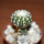 DISCOCACTUS horstii, 3 cm grafted SEEDLING