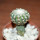 DISCOCACTUS horstii, 3 cm grafted SEEDLING