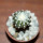 DISCOCACTUS horstii, 3 cm grafted SEEDLING