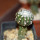 DISCOCACTUS horstii, 2,5 cm grafted SEEDLING