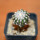 DISCOCACTUS horstii, 2,5 cm grafted SEEDLING