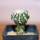 DISCOCACTUS horstii, 2,5 cm grafted SEEDLING