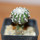 DISCOCACTUS horstii, 2,5 cm grafted SEEDLING