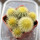 UEBELMANNIA pectinifera var. eriocactoides RNK 78 (type form), 1 pot 5 cm, 6 pieces, SEEDLINGS
