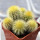 UEBELMANNIA pectinifera var. eriocactoides RNK 78 (type form), 1 pot 5 cm, 6 pieces, SEEDLINGS