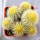 UEBELMANNIA pectinifera var. eriocactoides RNK 78 (type form), 1 pot 5 cm, 6 pieces, SEEDLINGS