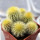 UEBELMANNIA pectinifera var. eriocactoides RNK 78 (type form), 1 pot 5 cm, 6 pieces, SEEDLINGS