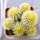 UEBELMANNIA pectinifera var. eriocactoides RNK 78 (type form), 1 pot 5 cm, 6 pieces, SEEDLINGS