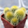 UEBELMANNIA pectinifera var. eriocactoides RNK 78 (type form), 1 pot 5 cm, 6 pieces, SEEDLINGS