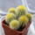 UEBELMANNIA pectinifera var. eriocactoides RNK 78 (type form), 1 pot 5 cm, 6 pieces, SEEDLINGS