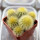 UEBELMANNIA pectinifera var. eriocactoides RNK 78 (type form), 1 pot 5 cm, 6 pieces, SEEDLINGS