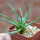 AGAVE albopilosa, pot 6 cm, clone A, mother offset, not tissue culture