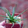 AGAVE albopilosa, pot 6 cm, clone A, mother offset, not tissue culture