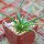 AGAVE albopilosa, pot 6 cm, clone A, mother offset, not tissue culture