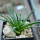 AGAVE albopilosa, pot 6,5 cm, clone A, mother offset, not tissue culture