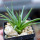 AGAVE albopilosa, pot 6,5 cm, clone A, mother offset, not tissue culture