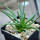 AGAVE albopilosa, pot 6,5 cm, clone A, mother offset, not tissue culture