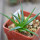 AGAVE albopilosa, pot 5 cm, clone A, mother offset, not tissue culture