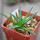 AGAVE albopilosa, pot 5 cm, clone A, mother offset, not tissue culture