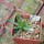 AGAVE albopilosa, pot 5 cm, clone A, mother offset, not tissue culture