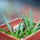 AGAVE albopilosa, pot 5 cm, clone A, mother offset, 2 plants, not tissue culture