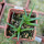 AGAVE albopilosa, pot 5 cm, clone A, mother offset, 2 plants, not tissue culture