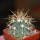 FEROCACTUS johnstonianus, 5 cm pot, rooted offset