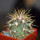 FEROCACTUS johnstonianus, 5 cm pot, rooted offset