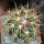 FEROCACTUS johnstonianus, 5 cm pot, rooted offset