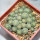 STROMBOCACTUS esperanzae var. nova long spines, SN 2014.0201, 6 cm pot, 29 pieces, SEEDLINGS