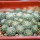 STROMBOCACTUS esperanzae var. nova long spines, SN 2014.0201, 6 cm pot, 29 pieces, SEEDLINGS