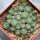 STROMBOCACTUS esperanzae var. nova long spines, SN 2014.0201, 6 cm pot, 29 pieces, SEEDLINGS