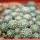 STROMBOCACTUS esperanzae var. nova long spines, SN 2014.0201, 6 cm pot, 29 pieces, SEEDLINGS