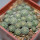 STROMBOCACTUS esperanzae var. nova long spines, SN 2014.0201, 6 cm pot, 29 pieces, SEEDLINGS