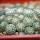 STROMBOCACTUS esperanzae var. nova long spines, SN 2014.0201, 6 cm pot, 29 pieces, SEEDLINGS