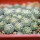 STROMBOCACTUS esperanzae var. nova long spines, SN 2014.0201, 6 cm pot, 29 pieces, SEEDLINGS