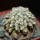 MAMMILLARIA bertholdii GCG 1000, San Pedro de Quichapa, Oax., clone 1, grafted offset