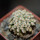 MAMMILLARIA bertholdii GCG 1000, San Pedro de Quichapa, Oax., clone 1, grafted offset