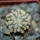 MAMMILLARIA bertholdii GCG 1000, San Pedro de Quichapa, Oax., clone M, grafted offset