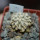 MAMMILLARIA bertholdii GCG 1000, San Pedro de Quichapa, Oax., clone M, grafted offset