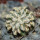 MAMMILLARIA bertholdii GCG 1000, San Pedro de Quichapa, Oax., clone M, grafted offset